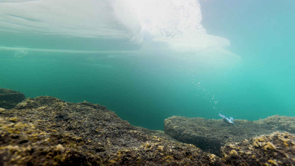 2024 Kuş Fotoğrafçısı Ödüllerinin kazananları 13 Into a World of Ice