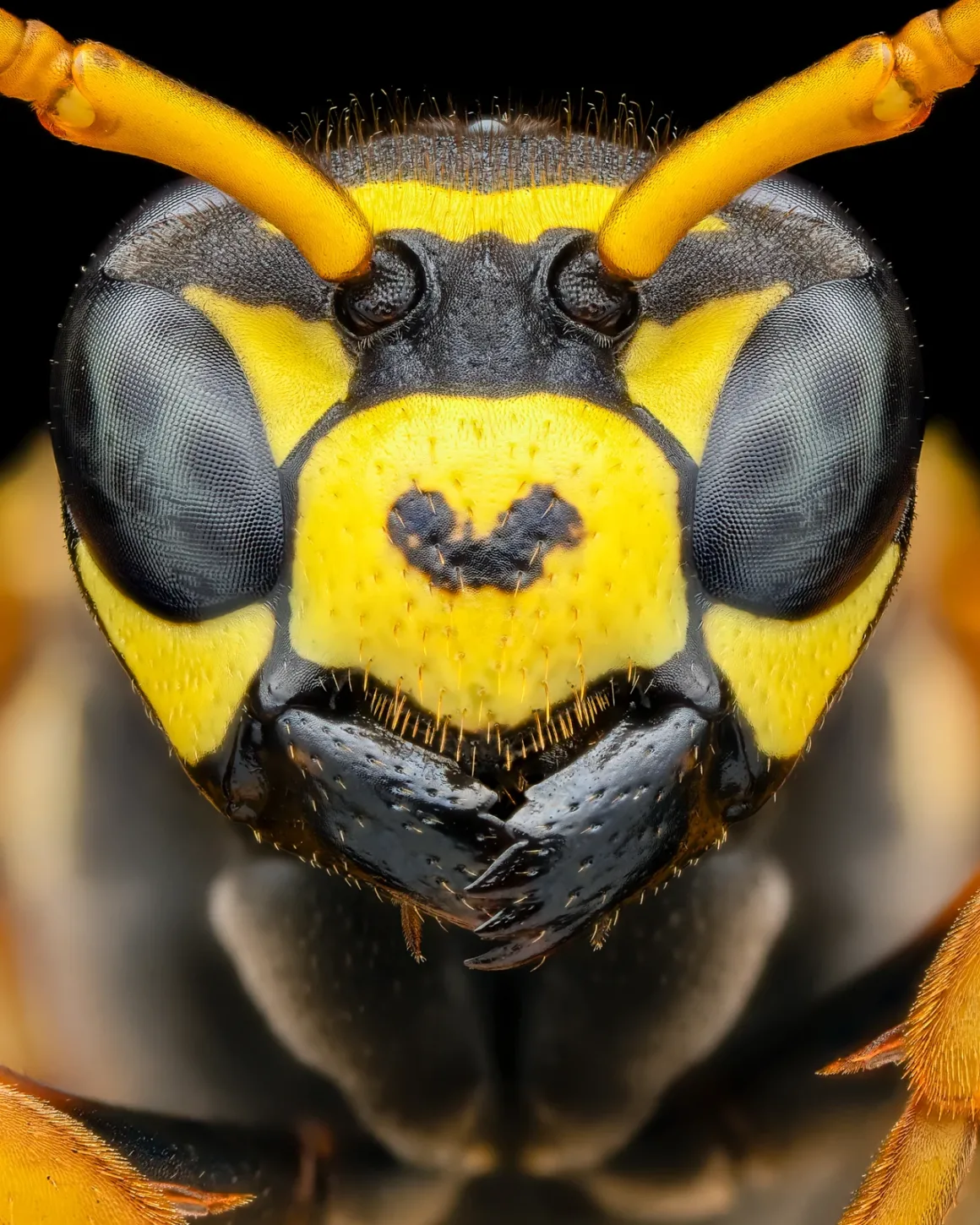 Know a good shooting opportunity Portait Benjamin Salb Portait Of A European Paper Wasp