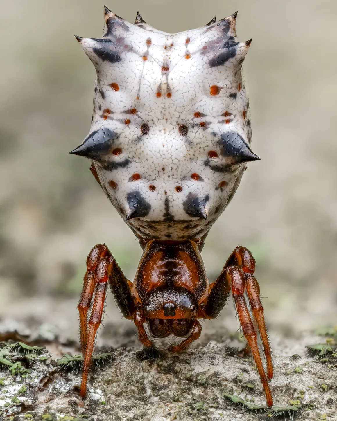 Less Can Be More Spined Micrathena From Below