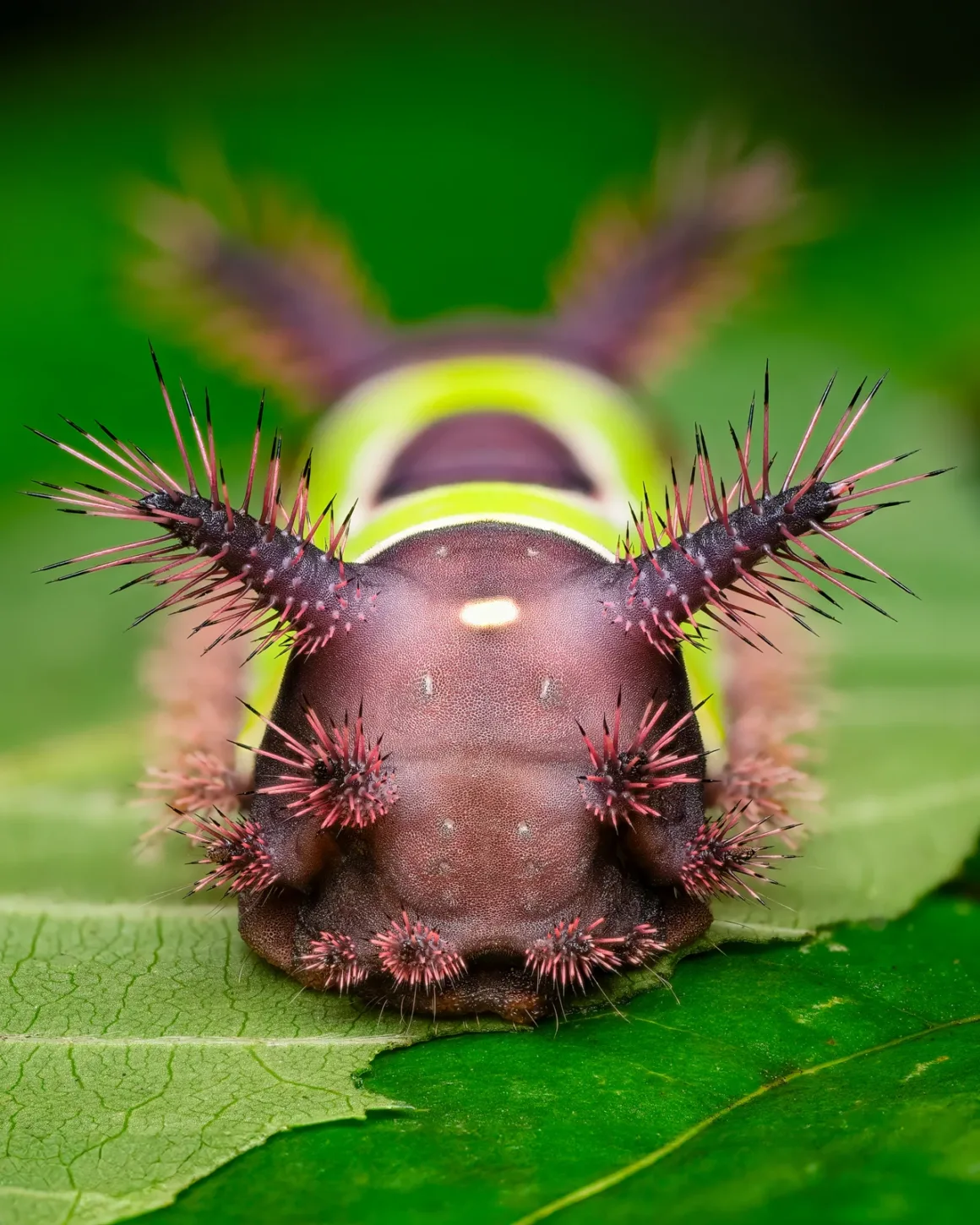 Less is More Saddleback Caterpillar