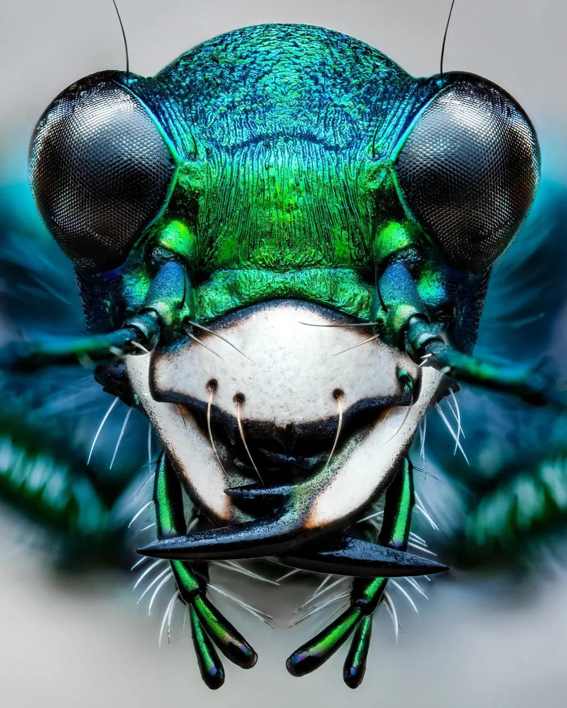 More frames requires more effort labor of love Portriat of a Six Spotted Tiger Beetle