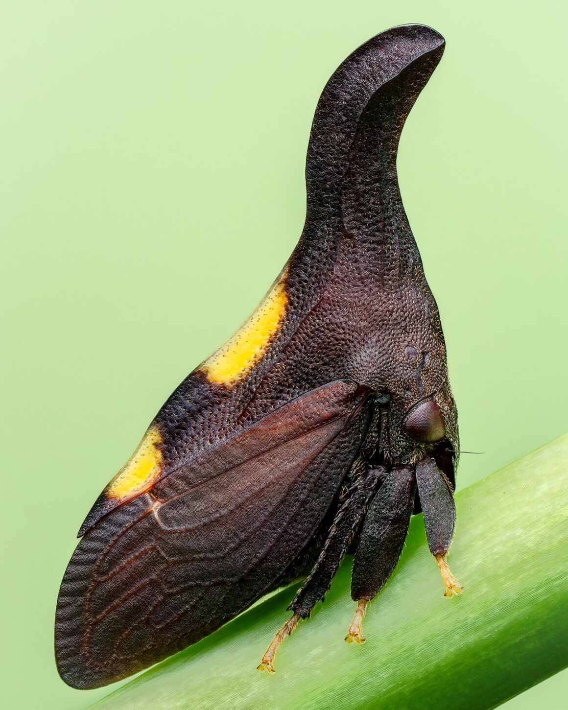 Natural looking color card Two Marked Treehopper