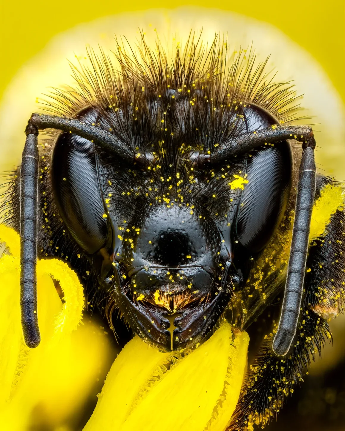 Soft Lighting Portrait Of A Bumblebee