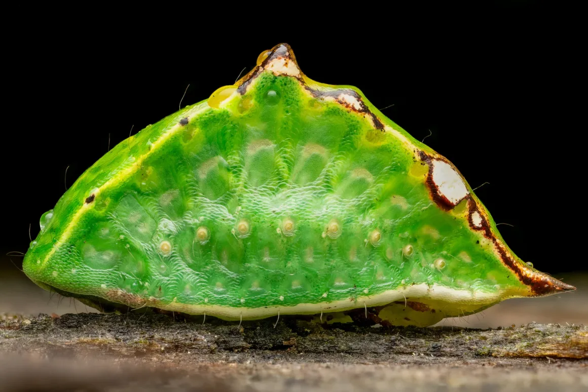 Soft Lighting Skiff Moth Caterpillar