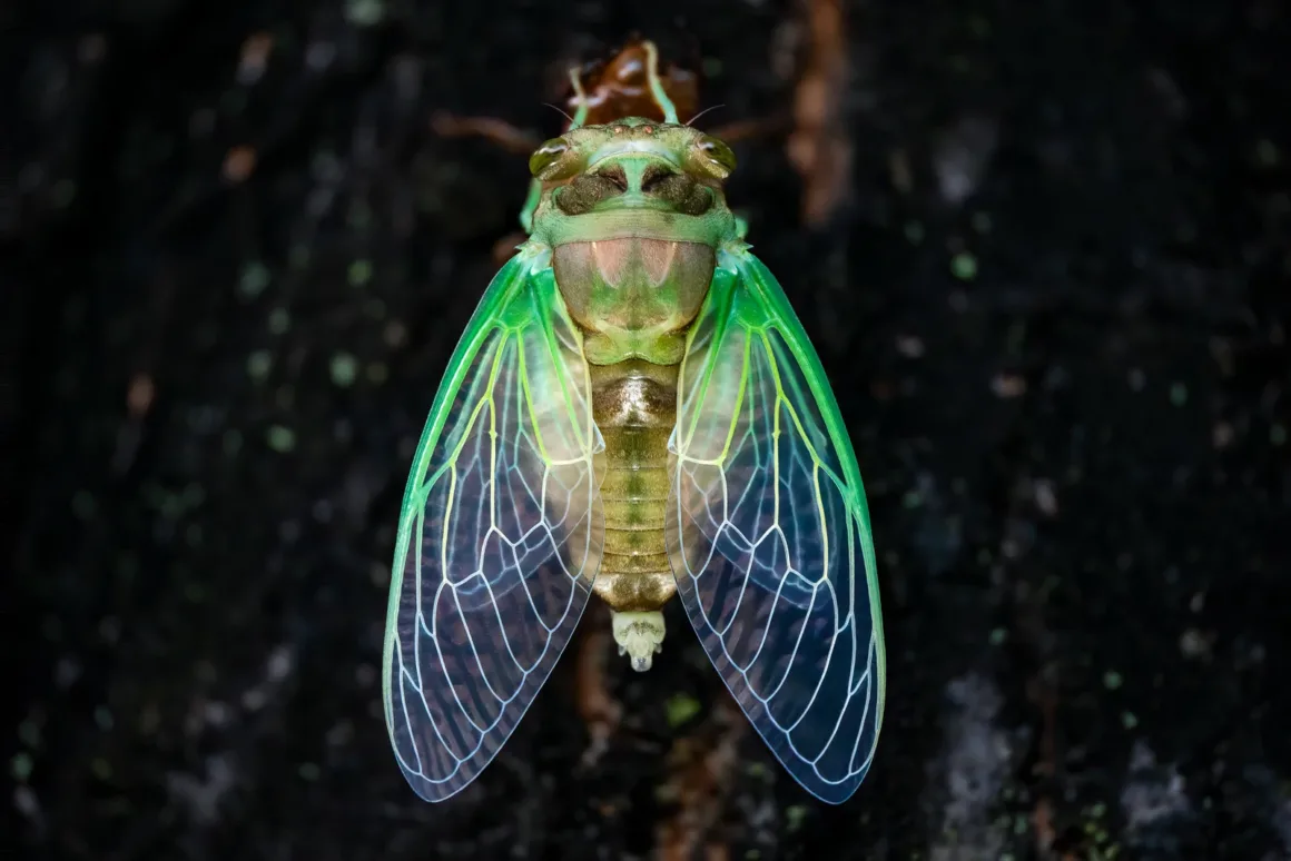 Stabilization Dog Day Cicada Emerging