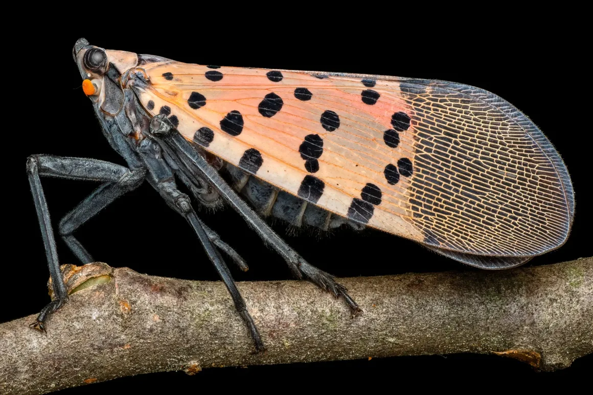 Why I like Macro General Spotted Lanternfly