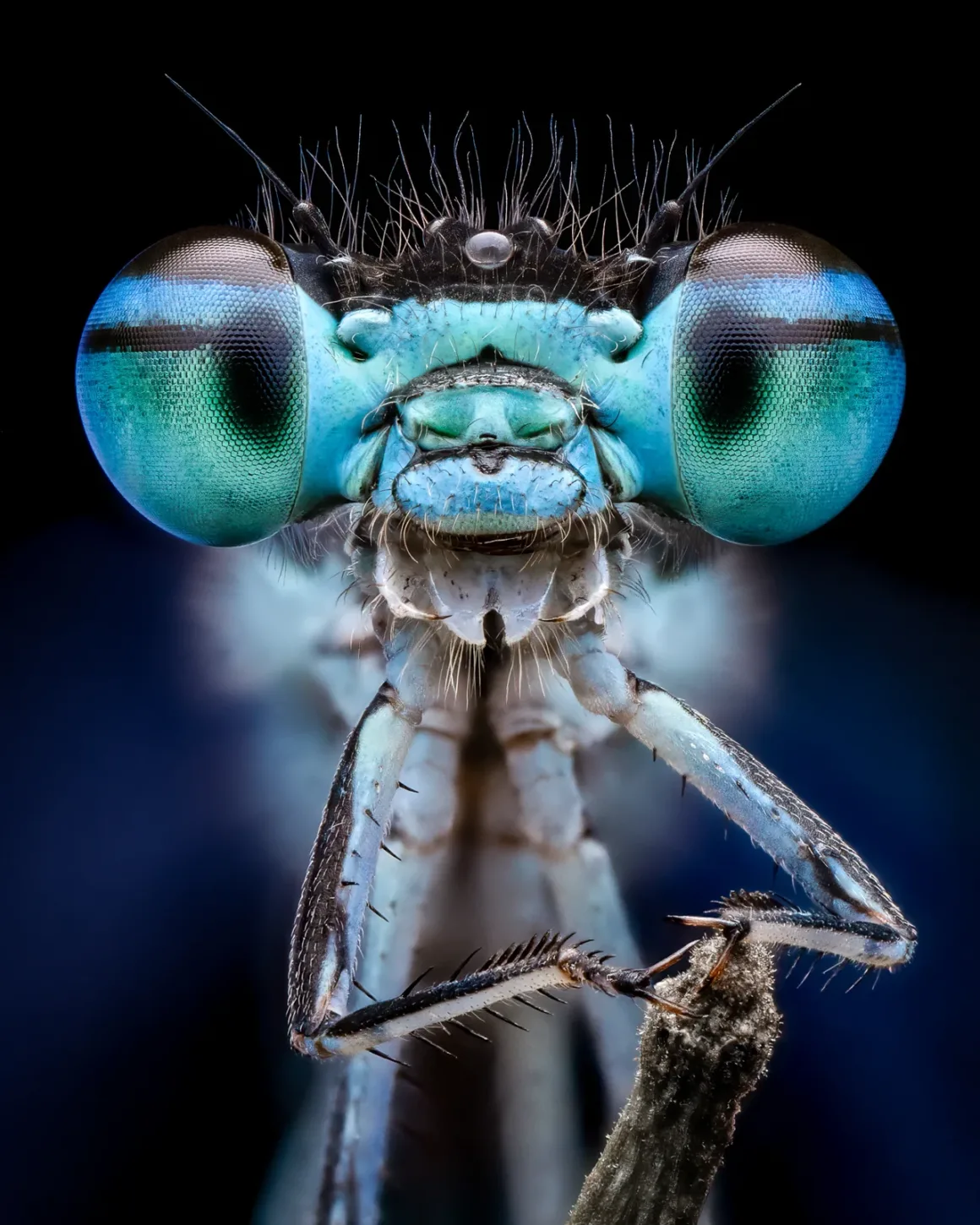 Why I like Macro Portrait Benjamin Salb Smiling Blue Damselfly