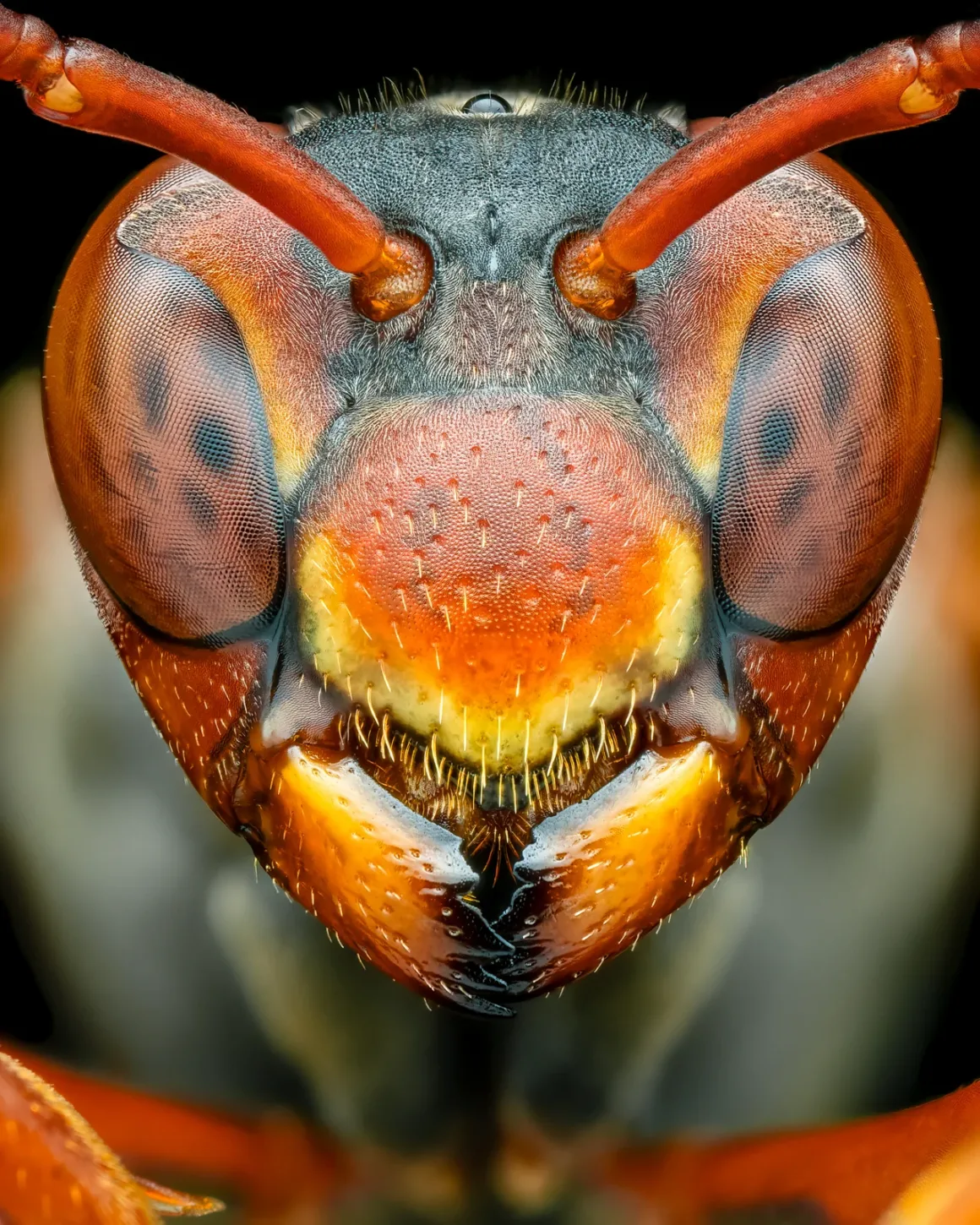 Why I like Macro Portrait Of A Paper Wasp