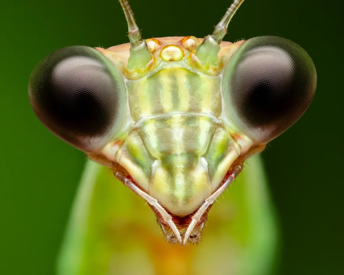 Why I like macro Detailed Portrait Of A Chinese Mantis