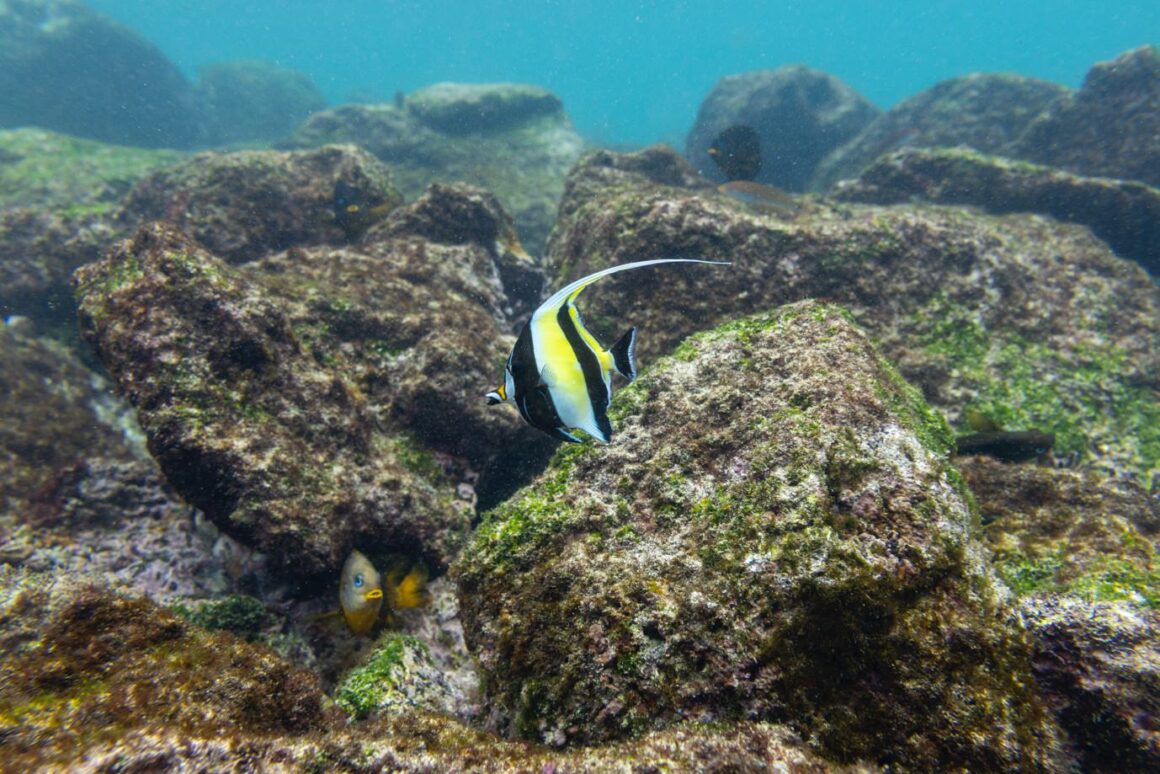 Yasamin Yankilari Galapagos Hikayeleri 010