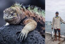 Yaşamın Yankıları: Galapagos Hikayeleri 7 Yasamin Yankilari Galapagos Hikayeleri