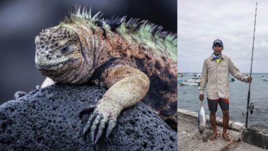 Yaşamın Yankıları: Galapagos Hikayeleri 45 Yasamin Yankilari Galapagos Hikayeleri