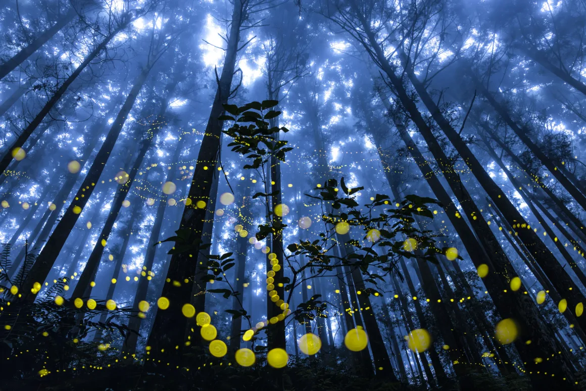 FOREST Shirley Wung Fireflies Flying In