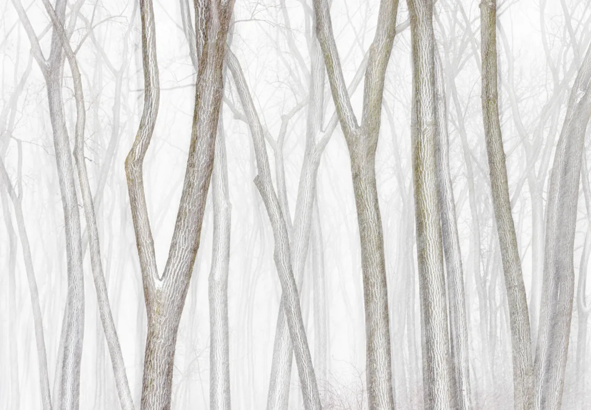 POY 1ST A ANDREW MIELZYNSKI WinterCottonwoods