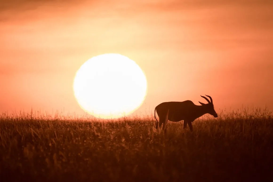 mara antelope