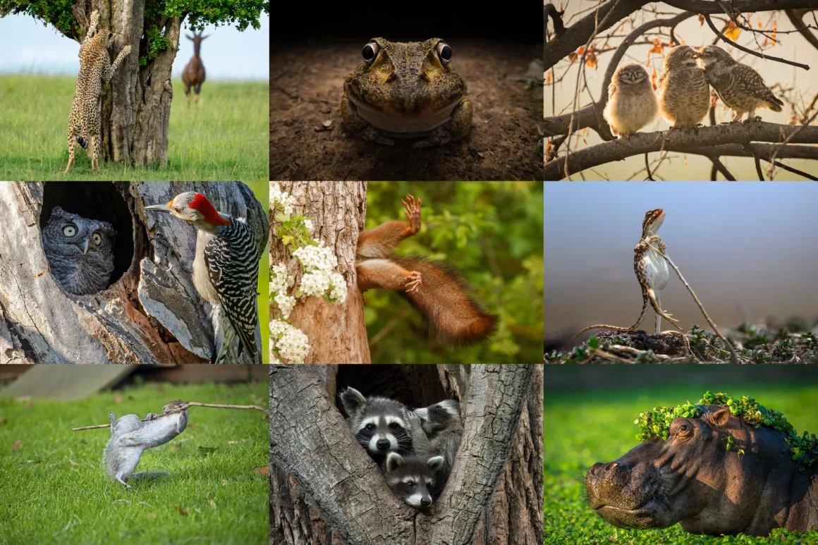 2024 Nikon Comedy Wildlife Photography