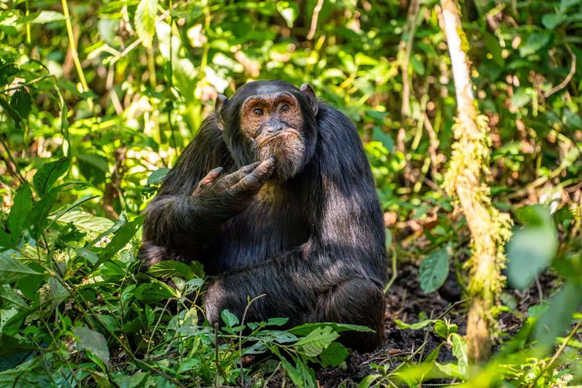 HIGHLY COMMENDED Arvind Mohandas The Contemplative Chimpanzee