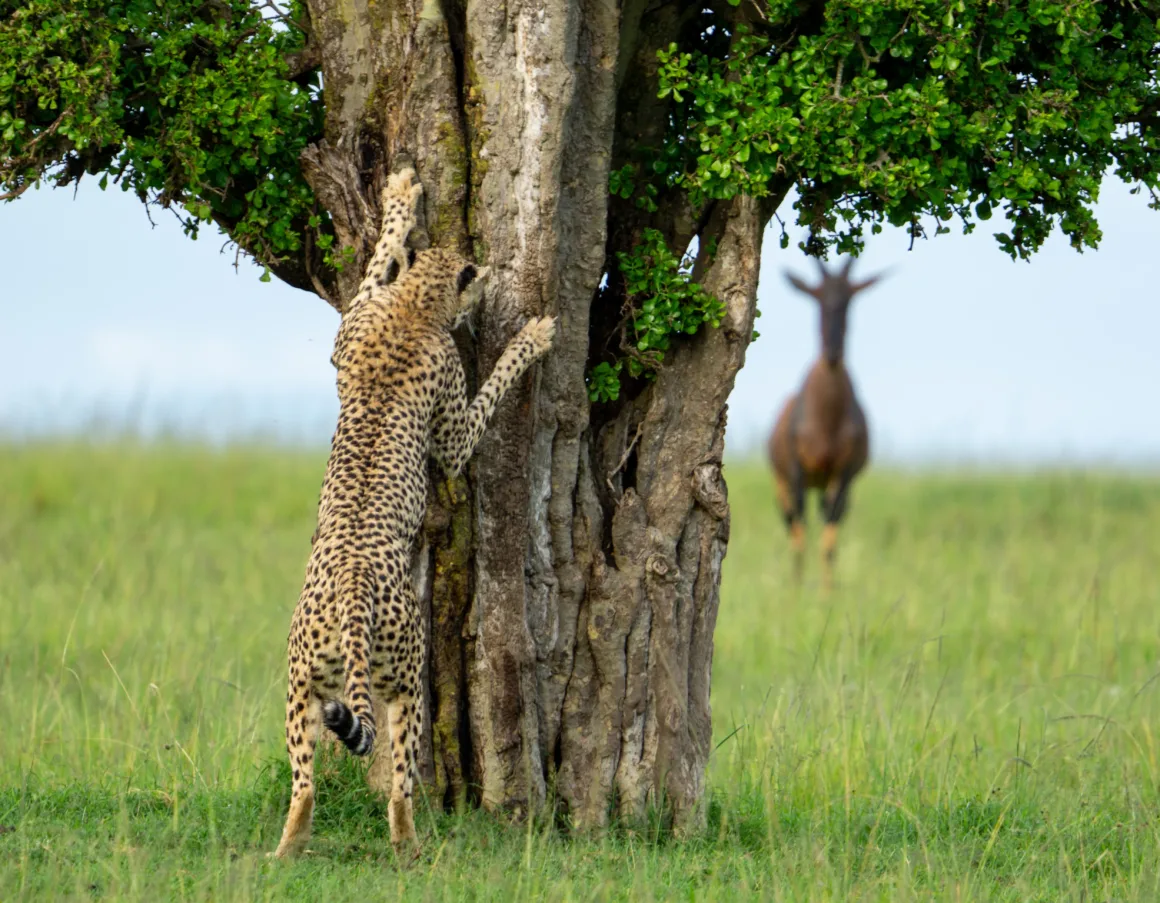 HIGHLY COMMENDED Leslie Mcleod hide and seek