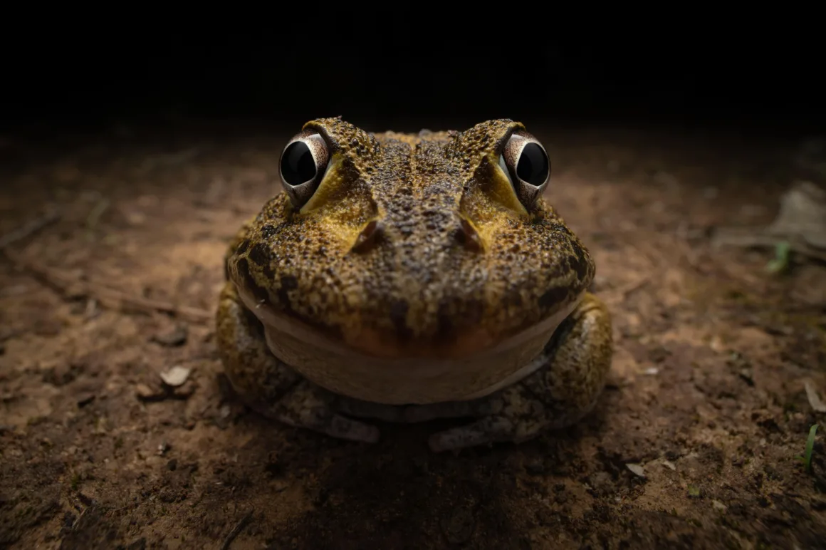 NIKON YOUNG PHOTOGRAPHER CATEGORY WINNER Kingston Tam Awkward smiley frog