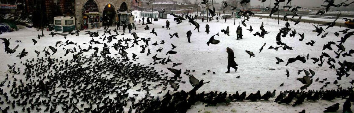 Nuri Bilge Ceylan Karda Guvercinler Pigeons in Winter 2004