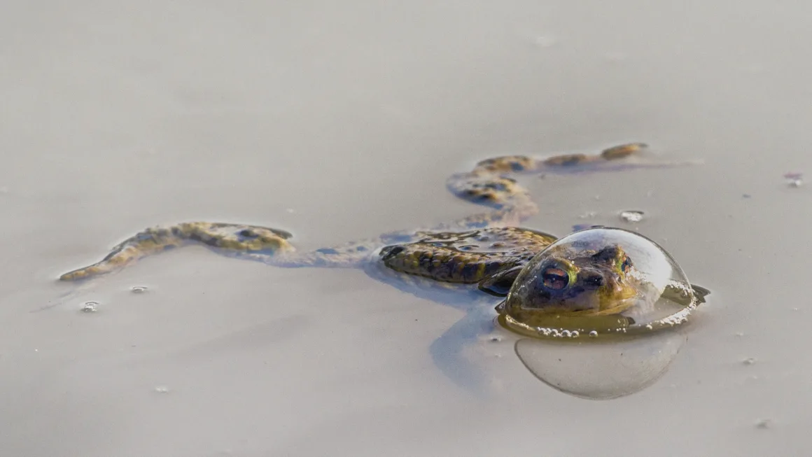 REPTILE CATEGORY WINNER Eberhard Ehmke Frog in a balloon