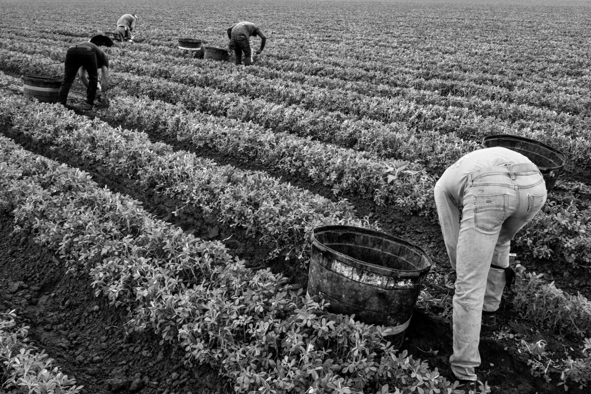 Migrant Laborers Picking Oregano. Edinburg Texas