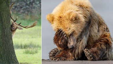 Nikon Komedi Yaban Hayatı Ödülleri'nden Görülmemiş 18 Fotoğraf 37 nikon comedy wildlife awards unseen entries 2025 featured