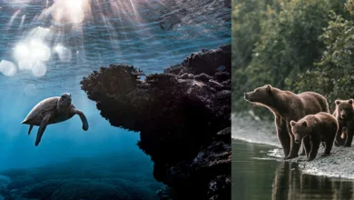 Doğa Fotoğrafçılığınızı Anında Geliştirecek 8 Profesyonel İpucu 17 Doga Fotografciliginizi Aninda Gelistirecek 8 Profesyonel Ipucu