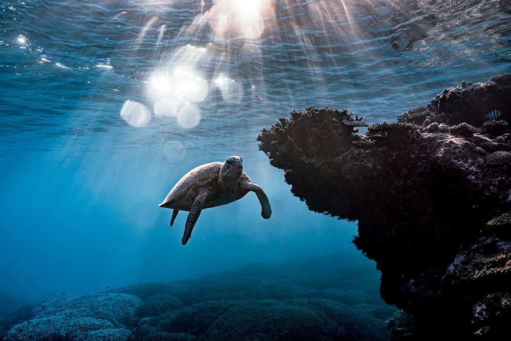 Doğa Fotoğrafçılığınızı Anında Geliştirecek 8 Profesyonel İpucu 6 Melissa Findley MelissaField Underwater 3