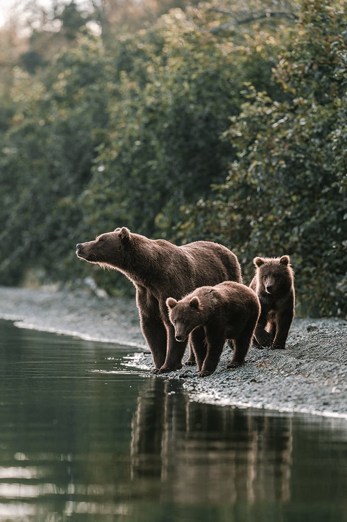 Doğa Fotoğrafçılığınızı Anında Geliştirecek 8 Profesyonel İpucu 8 Melissa Findley Melissa Field ALASKA BrownBear 1