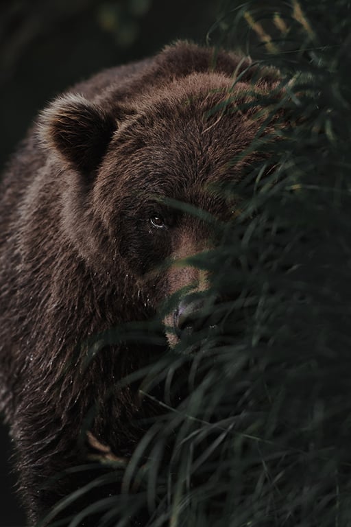 Doğa Fotoğrafçılığınızı Anında Geliştirecek 8 Profesyonel İpucu 7 Melissa Findley Melissa Field ALASKA BrownBear 2