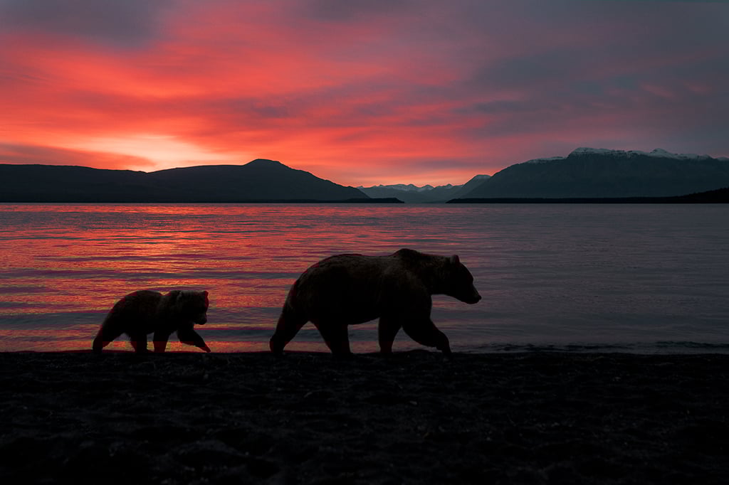 Doğa Fotoğrafçılığınızı Anında Geliştirecek 8 Profesyonel İpucu 11 Melissa Findley Melissa Field ALASKA BrownBear 3