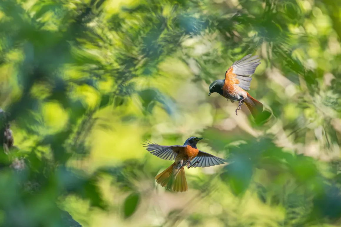 GDT European Wildlife Photographer of the Year 2025 1 k1 2 christian hoefs gartenrotschwaenze in streuobstwiese