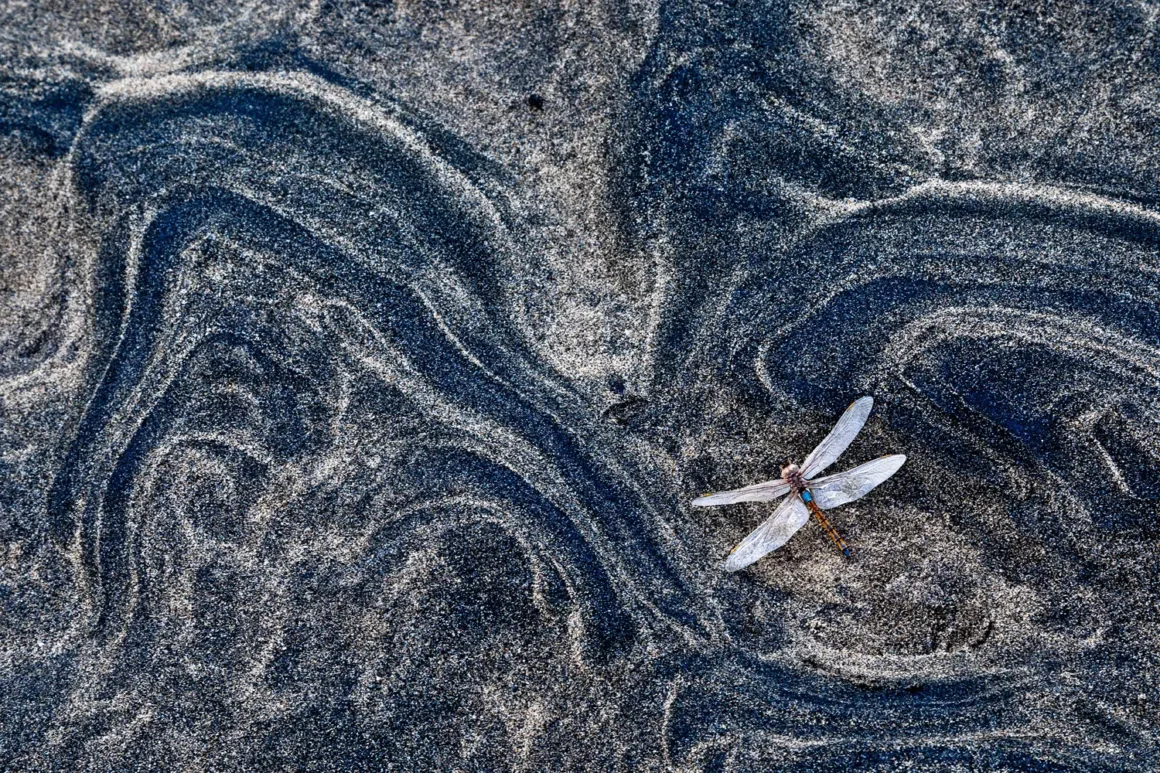 GDT European Wildlife Photographer of the Year 2025 1 k3 1 gerald haas west coast dragon