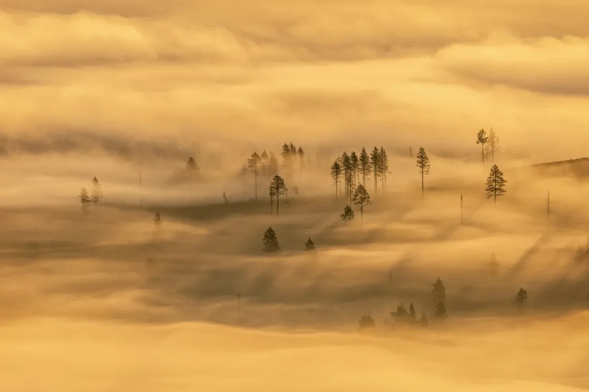GDT European Wildlife Photographer of the Year 2025 1 k5 1 hanneke van camp deforestation