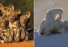 '10 Years of Remembering Wildlife'dan 20 Ödüllü Fotoğraf 32 remembering wildlife 10 featured