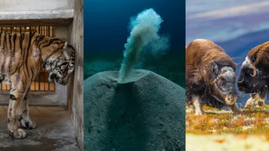 2025 Environmental Photography Awards Kazananları 7 Environmental Photographer 2025 Lead Image