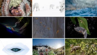 BigPicture 2025 kazananları 6 BigPicture 2025 kazananlari