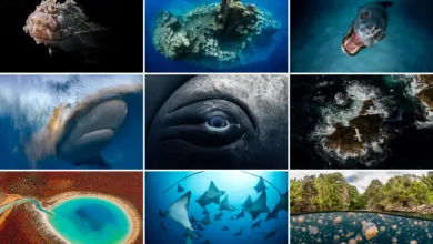 Birleşmiş Milletler Dünya Okyanuslar Günü Fotoğraf Yarışması 2025 21 Birlesmis Milletler Dunya Okyanuslar Gunu fotograf yarismasi 2025 hero