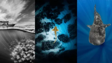 Shark Photographer of the Year 2025 8 Shark Photographer of the Year