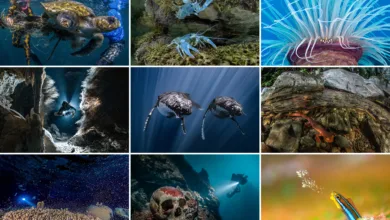 2025 DPG Masters Sualtı Görüntüleme Yarışması 5 2025 DPG Masters Sualti Goruntuleme Yarismasi