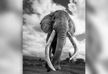 Fotoğrafçıların Gözdesi “Super Tusker” Afrikalı Fil Craig Hayatını Kaybetti 15 craig the elephant head