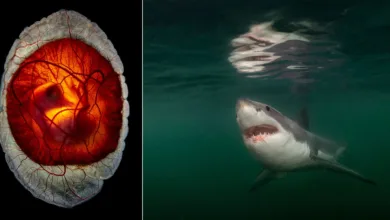 National Geographic – Pictures of the Year 2025 36 nat geo pictures of the year 25 featured