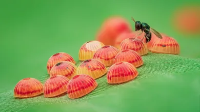 2025 RES Yarışmasını Parazitik Yaban Arısı Kazandı 2 O18 1st Place Parasitic Play c Raghuram Annadana