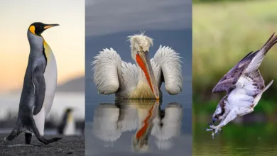SINWP 2025 Kazananları 4 SINWP Bird Photographer of the Year