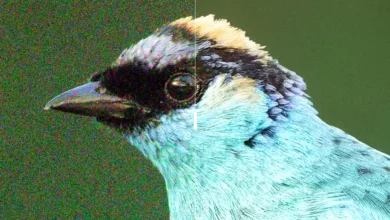 DxO PureRAW 6 Tanıtıldı: Yeni DeepPRIME XD3 ve Akıllı DNG Sıkıştırma 3 Illustration With Without 006 DxO PureRAW6 March2026 credit PetrBAMBOUSEK