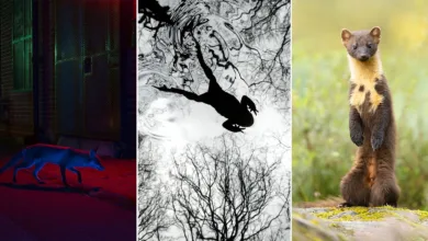 British Wildlife Photography Awards 2026: 21 Kazanan Fotoğraf 1 bwpa 2026 winners featured