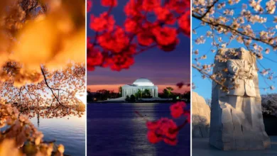 17 Yıllık Bir Takip: Drew Geraci ve Kiraz Çiçeklerinin Peşinde 2 Drew Geraci Spotlight Cover