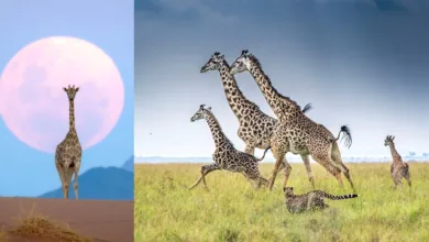 Remembering Wildlife Yarışmasından 20 Etkileyici Zürafa Fotoğrafı 4 Remembering Giraffes