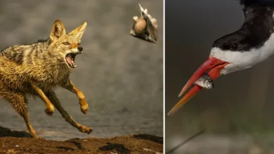 Yaban Hayatı Fotoğrafçılığında Teknoloji ve Beceri Dengesi 1 The Evolving Role of Technology vs Skill in Wildlife Photography